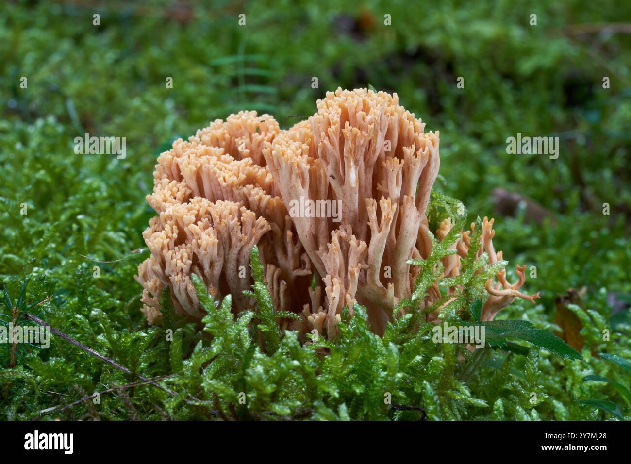 Champignon corail Ramaria dans la mousse. Champignon jaune sauvage dans la forêt d'épicéa. Banque D'Images