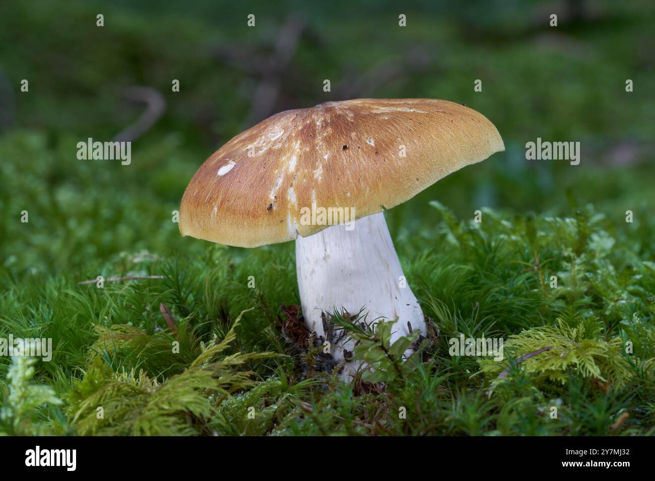 Champignon non comestible Tricholoma arvernense dans la mousse. Champignon jaune sauvage dans la forêt d'épicéas. Banque D'Images