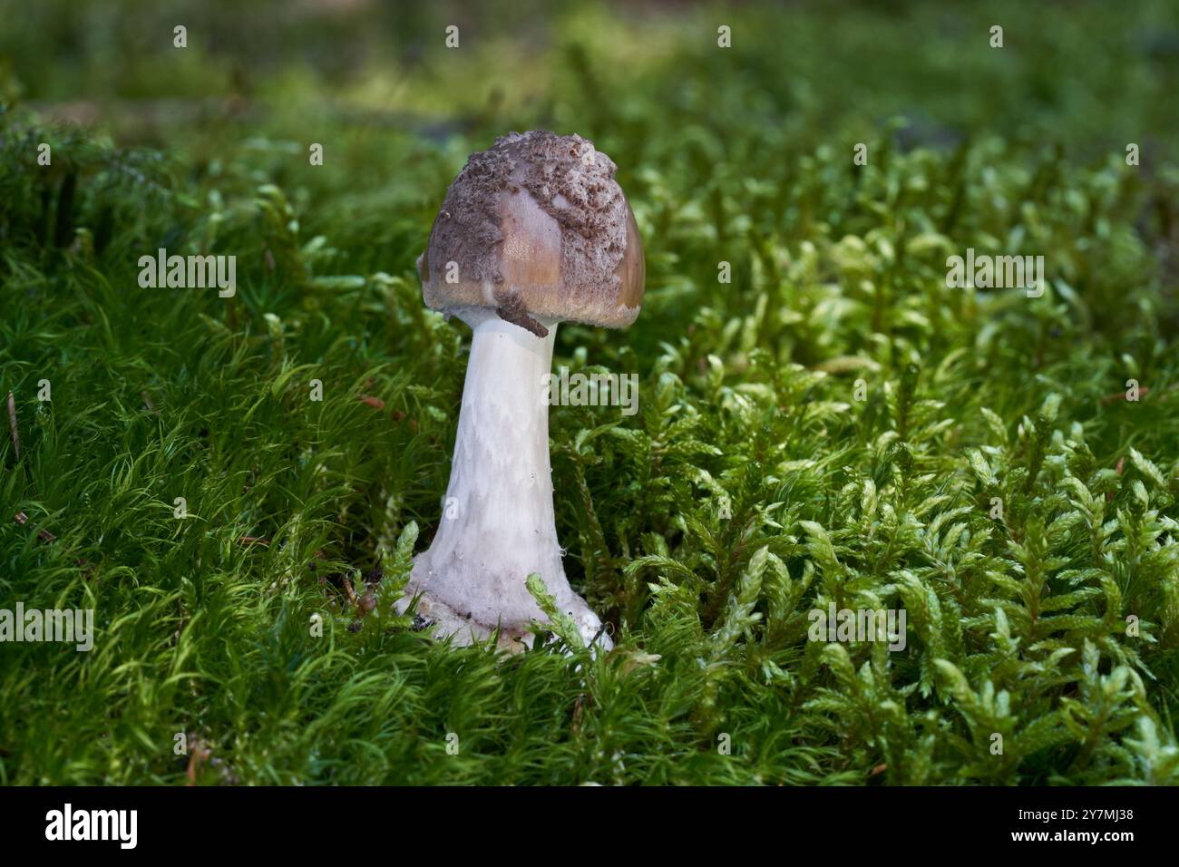 Champignon vénénéneux Amanita porphyrie dans la mousse. Connue sous le nom d'amanita voilée grise ou d'amanita porphyre. Champignon sauvage dans la forêt d'épicéas. Banque D'Images