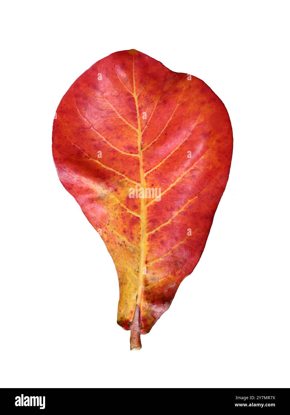 Vieilles feuilles d'amande indienne rouge isolées sur fond blanc et ont des chemins de détourage. Banque D'Images