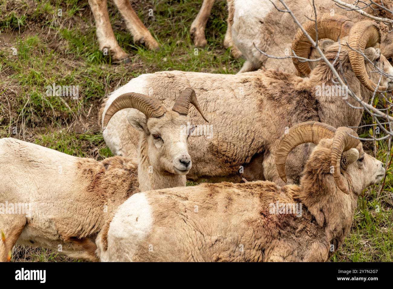 Mouflon sauvage (Ovis canadensis) vu dans le parc national Banff en été avec un fond de ciel gris flou. Nature sauvage avec animaux Canada Banque D'Images