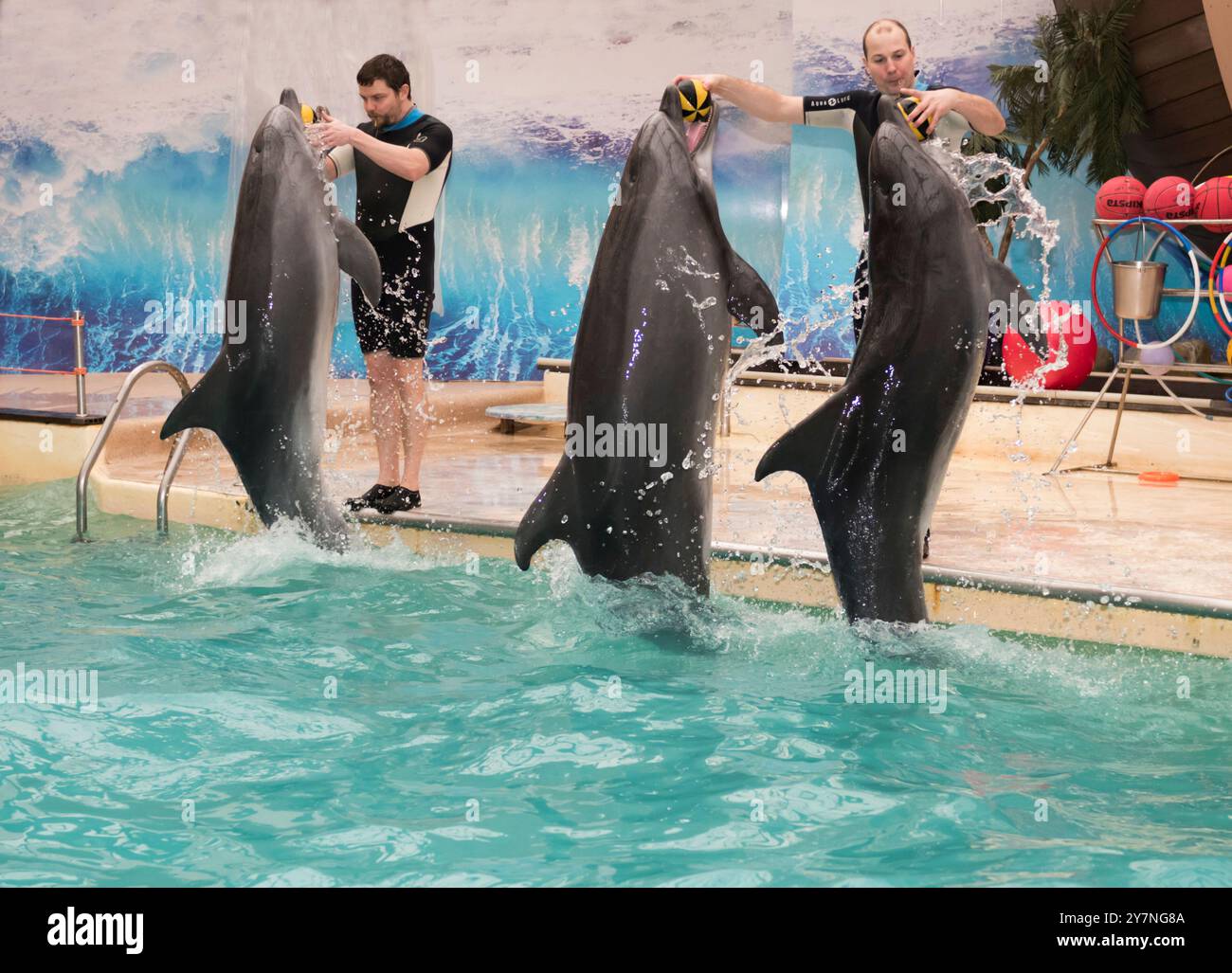 RUSSIE, ROSTOV-SUR-LE-DON- 1 FÉVRIER- dauphins - mère et deux fils ont apporté des balles en caoutchouc d'entraîneurs dans le delphinarium de Rostov le 1er février 2015 à Rost Banque D'Images