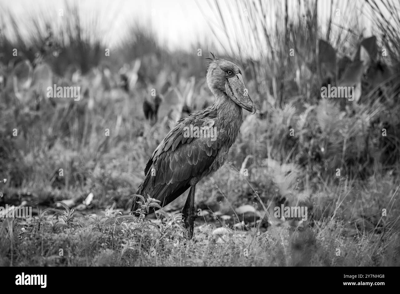 Le bec de chaussure Balaeniceps rex, également connu sous le nom de bec de baleine, cigogne à tête de baleine et cigogne à bec de chaussure, est un grand échassier à longues pattes. Banque D'Images Le bec de chaussure Balaeniceps rex, également connu sous le nom de bec de baleine, cigogne à tête de baleine et cigogne à bec de chaussure, est un grand échassier à longues pattes. Banque D'Images