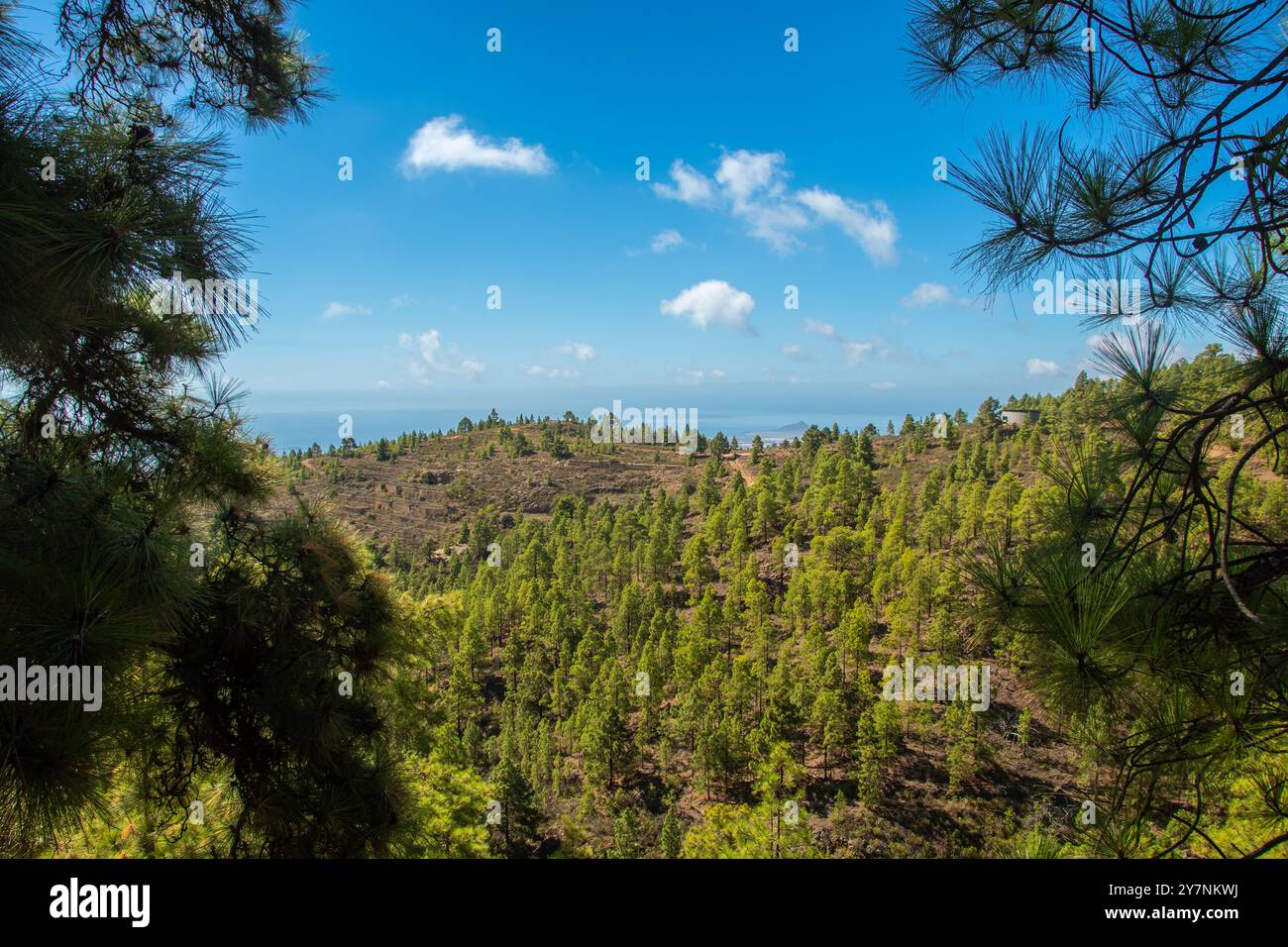 La vue sur les forêts de pins autour de 'Las Vegas' dans le sud de l'île Canaries de Tenerife Banque D'Images