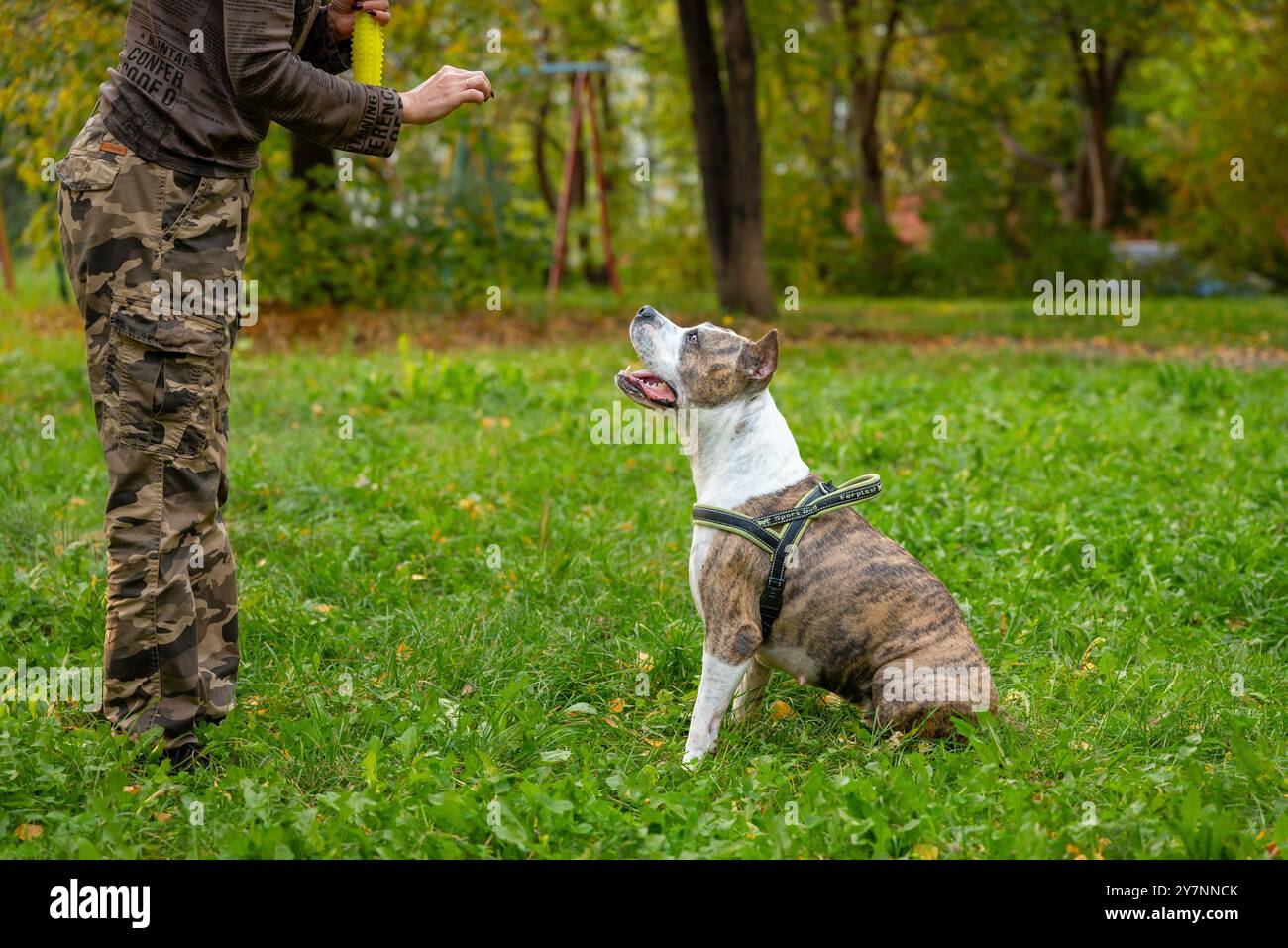 Le Staffordshire Terrier est formé à l'obéissance dans le parc, le dresseur donnant des ordres et le chien obéissant avec impatience, montrant des signes d'attention Banque D'Images