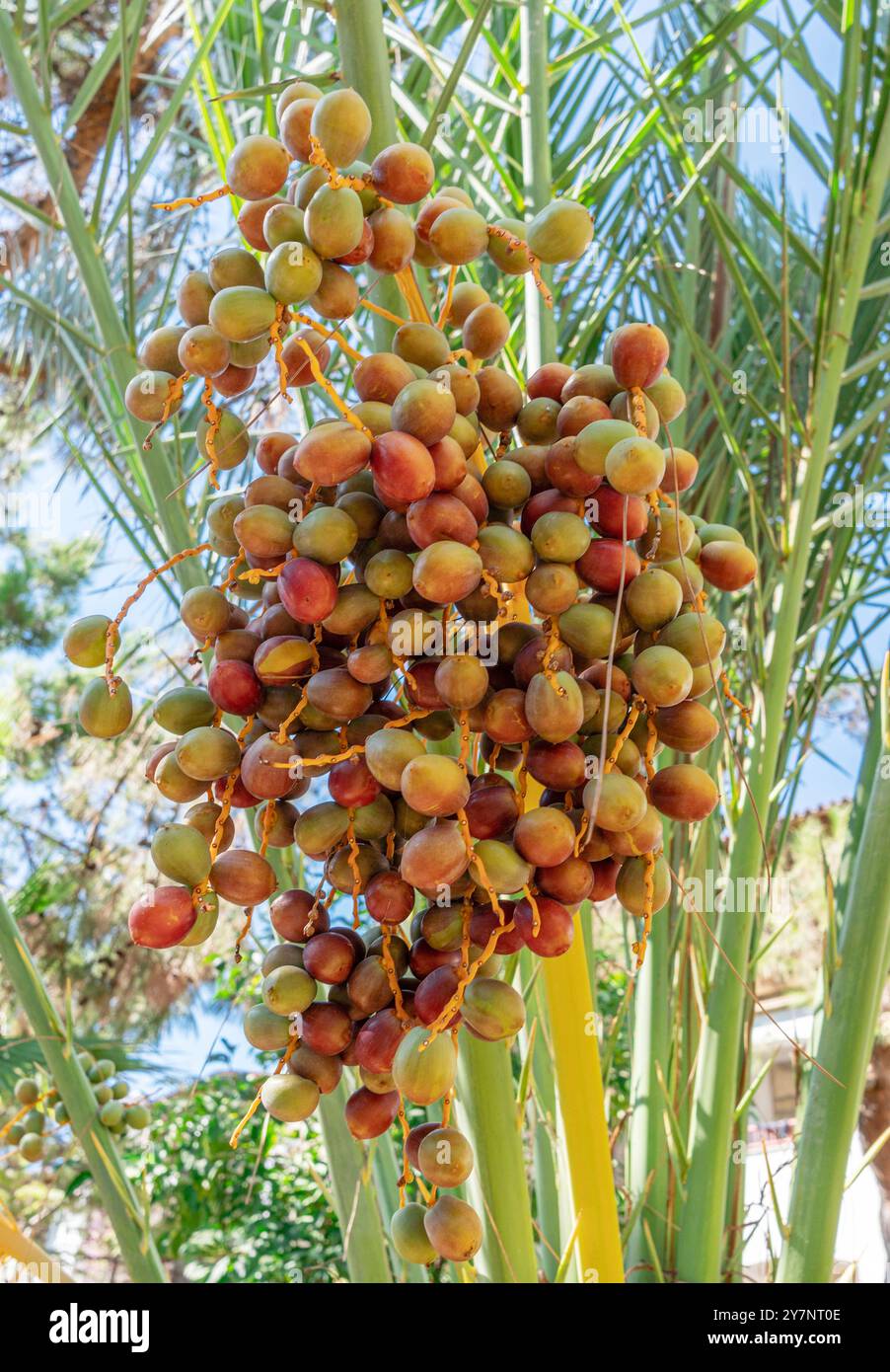 Dattes non mûres grappes de fruits sur le palmier dattier en gros plan. Photo verticale. Banque D'Images