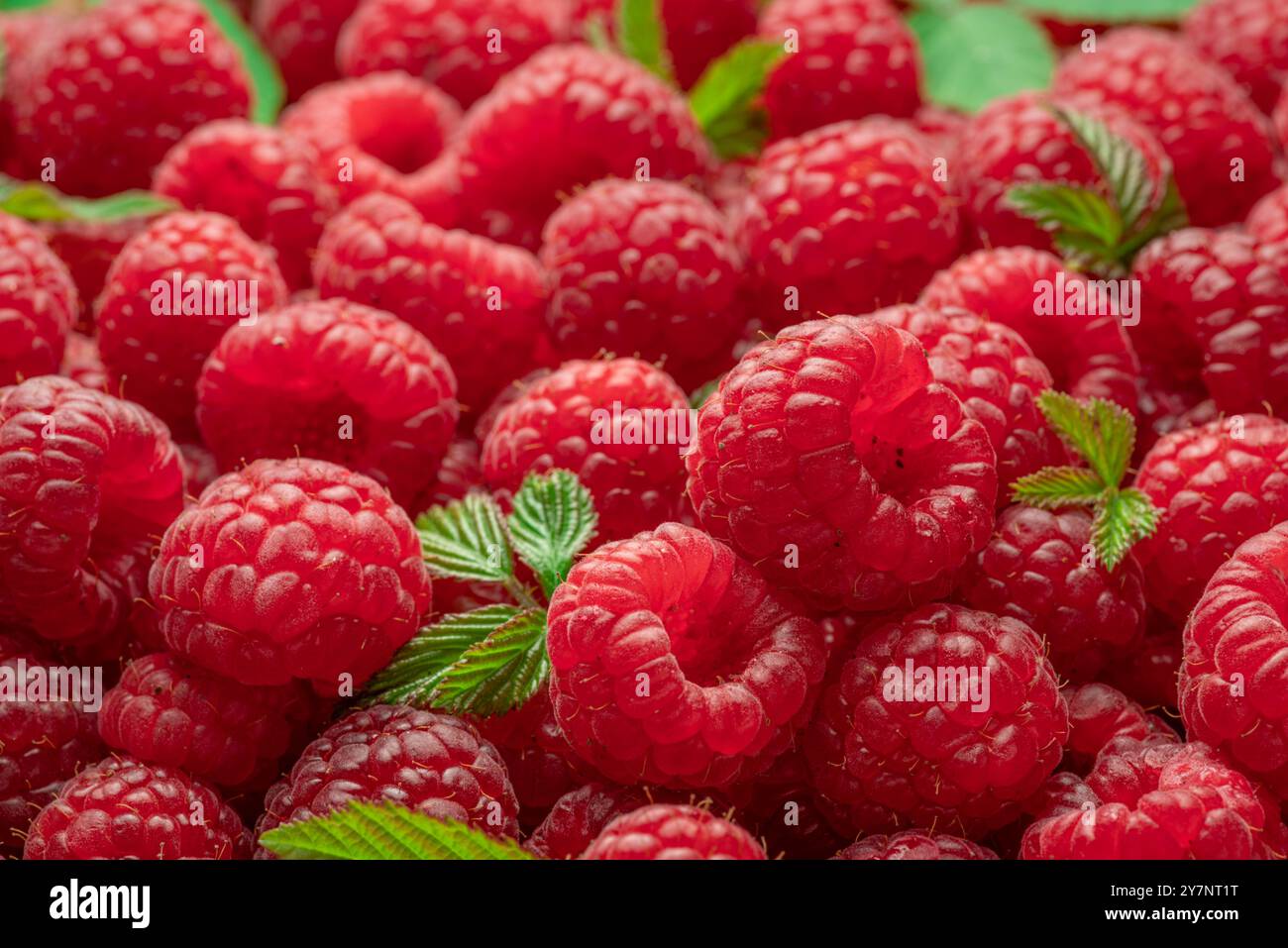 Framboises mûres rouges fraîches. Fond de framboises. Banque D'Images