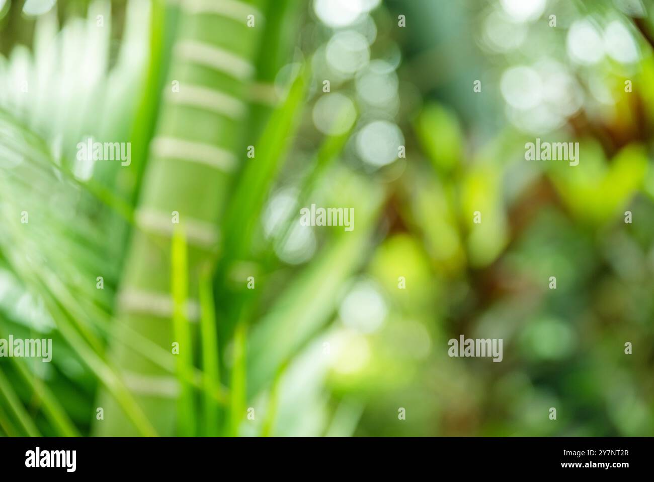 Bokeh vert culmes et feuilles de bambou. Motif d'été tropical vert clair ou arrière-plan. Banque D'Images