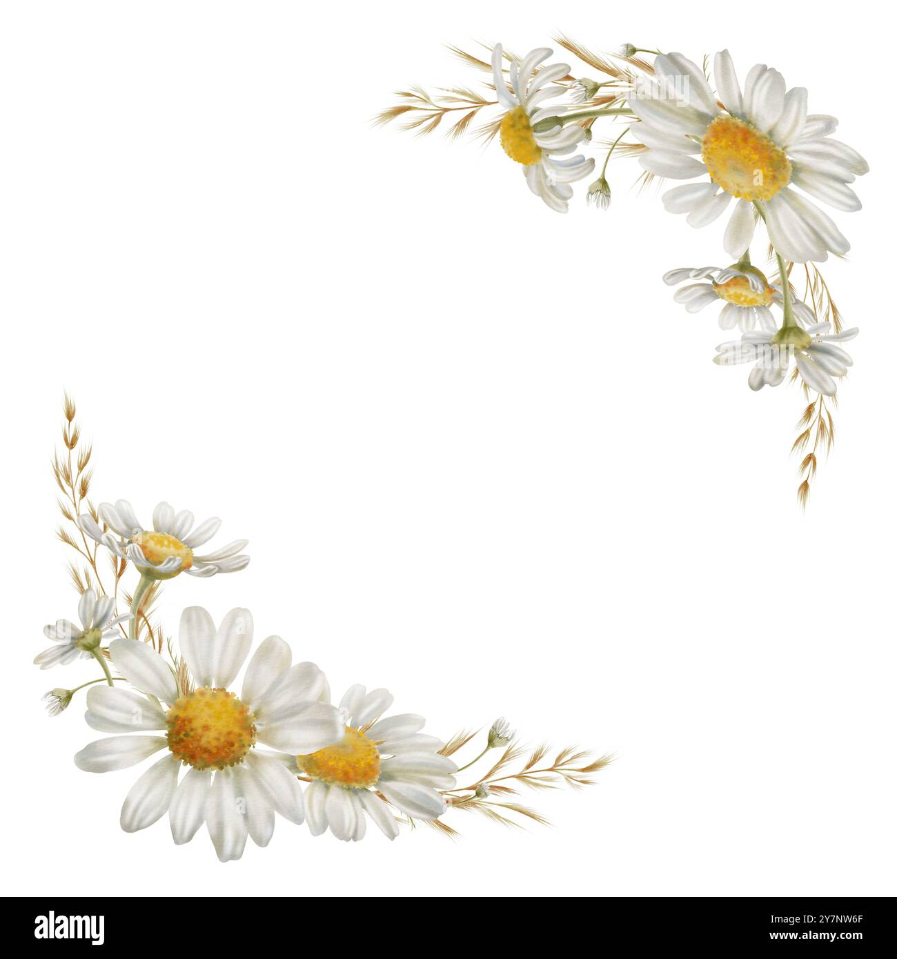 Cadre d'angle de fleurs de marguerites blanches bourgeons, fleurs séchées comme symbole de pureté, innocence, amour, fidélité. Clipart aquarelle sur transparent Banque D'Images