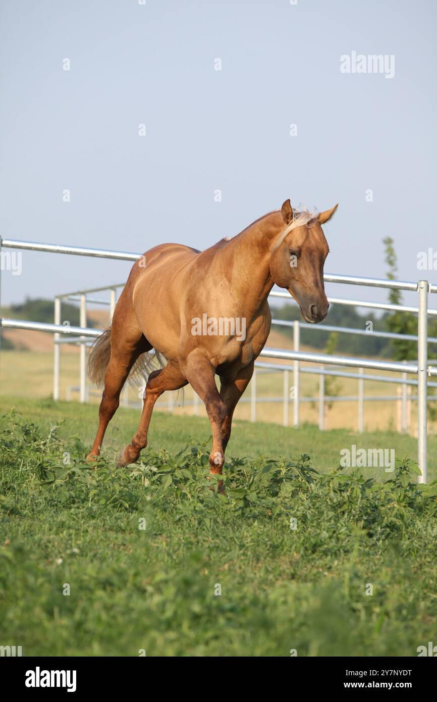 Incroyable palomino quart cheval avec une longue crinière en mouvement Banque D'Images