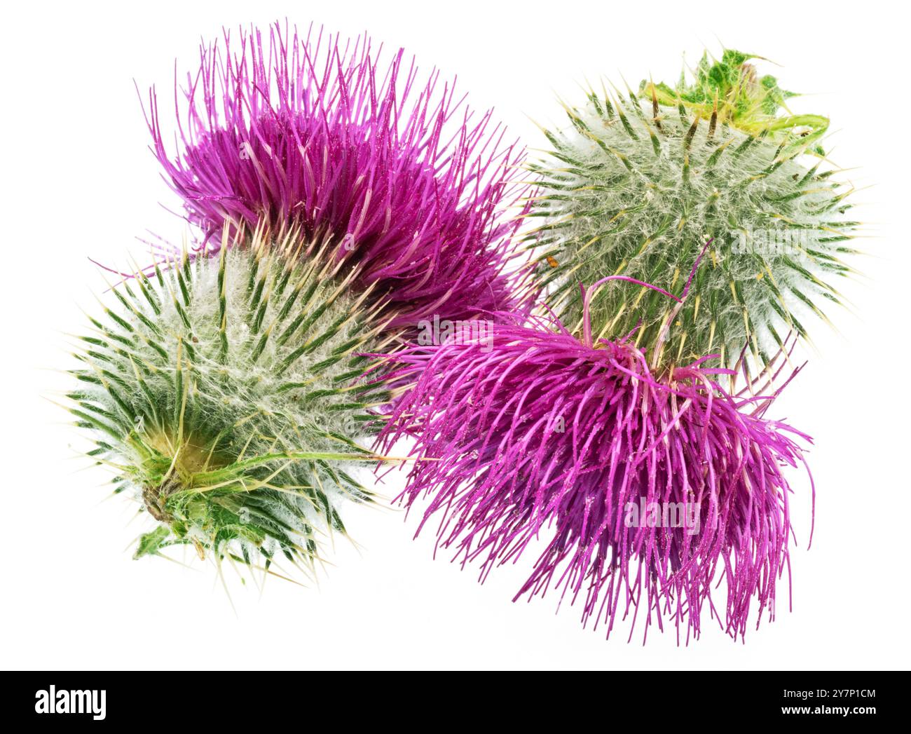 Têtes de fleurs de chardon Marie isolées sur fond blanc. Banque D'Images