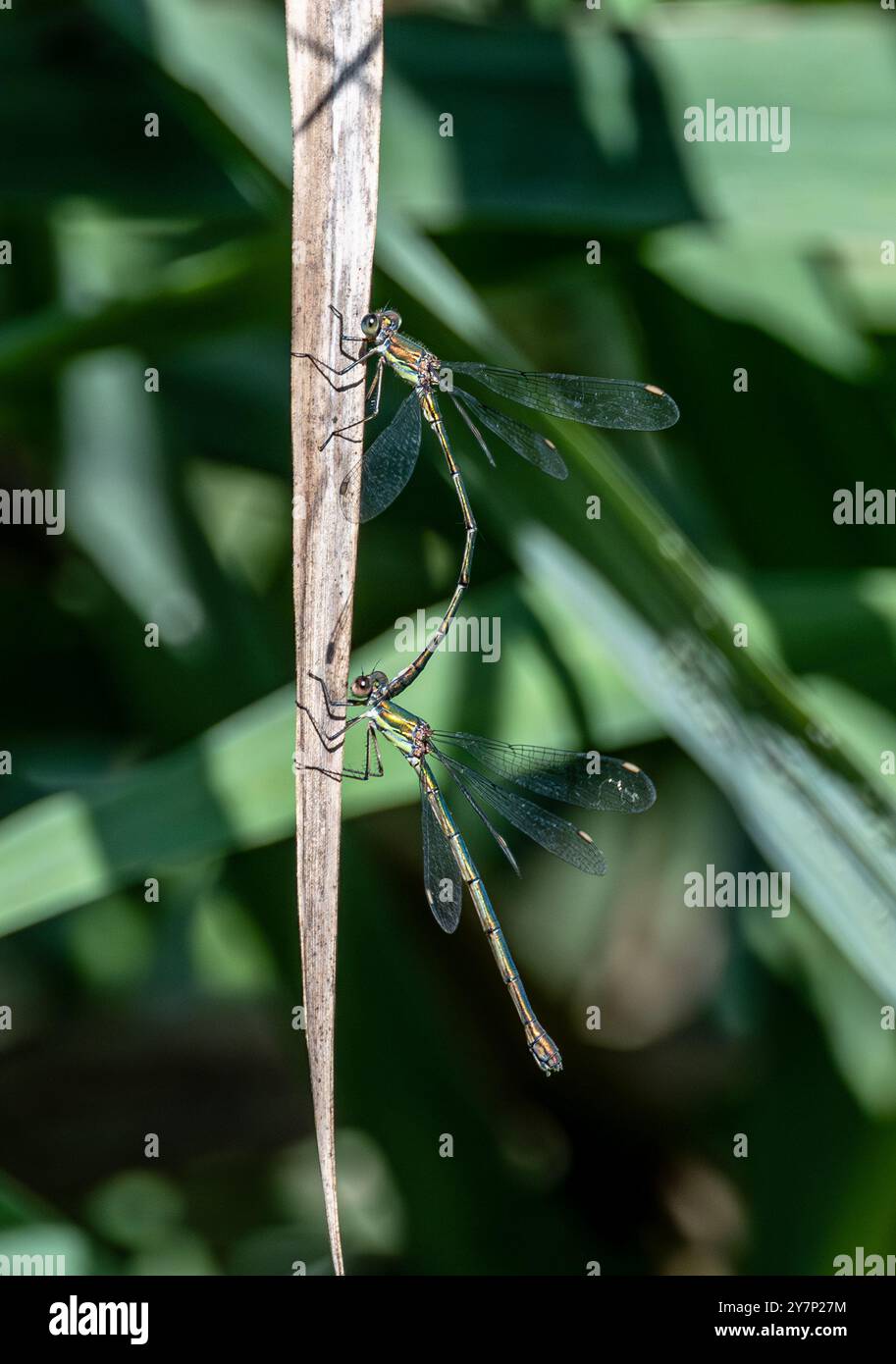Mâle et femelle, Willow Emerald Damselfly, Chalcolestes viridis Banque D'Images