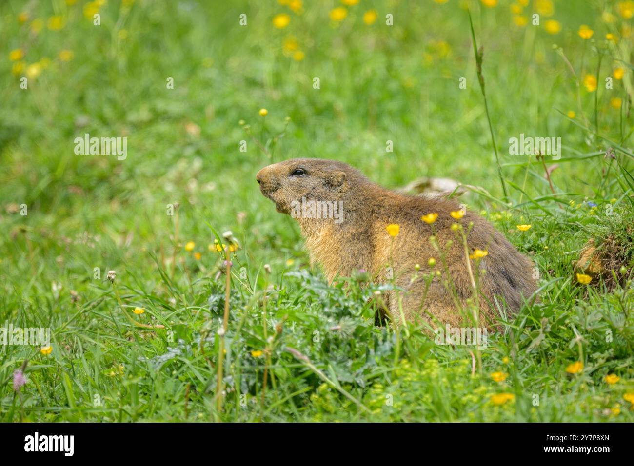 Une marmotte alpine assise dans un pré par une journée ensoleillée en été dans les Alpes autrichiennes Banque D'Images