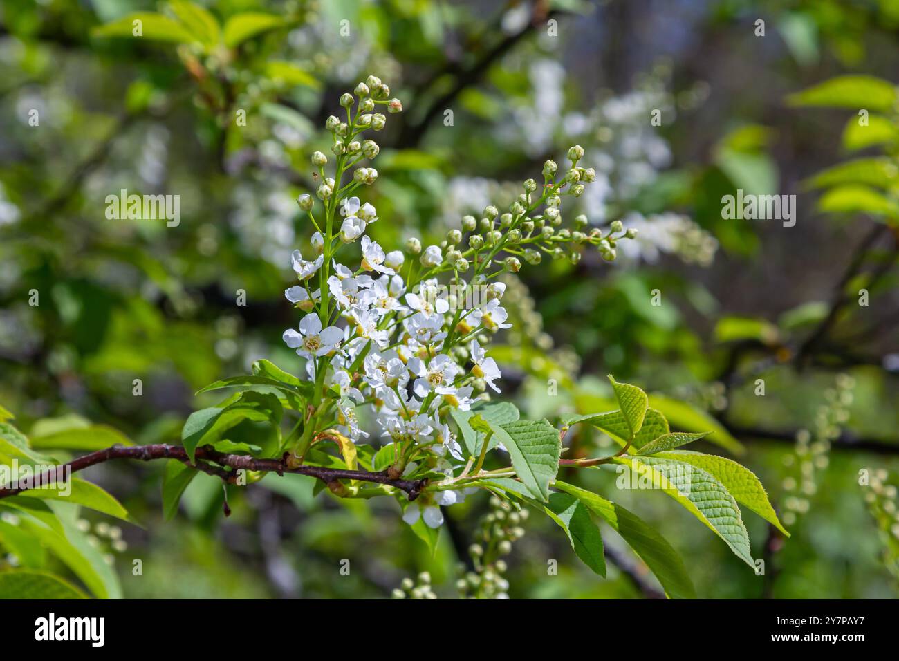 Photo à mise au point sélective. Oiseau cerisier , Prunus padus floraison. Banque D'Images
