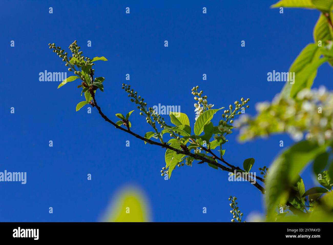Photo à mise au point sélective. Oiseau cerisier , Prunus padus floraison. Banque D'Images