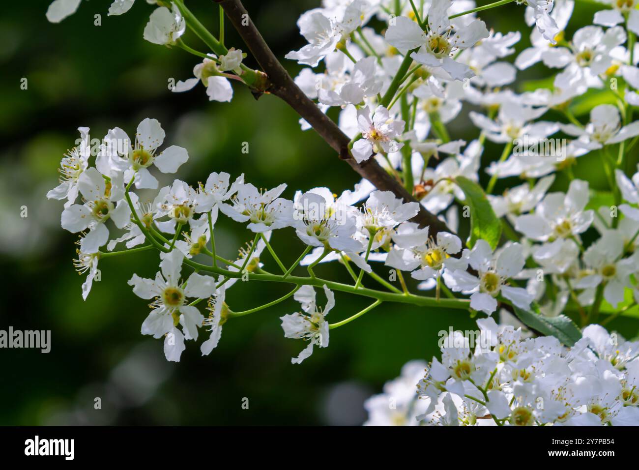 Photo à mise au point sélective. Oiseau cerisier , Prunus padus floraison. Banque D'Images