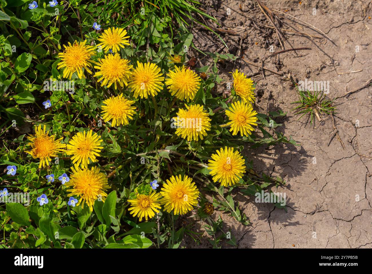 Champ d'herbe plein de pissenlits jaune vif en pleine floraison, cauchemar de jardinage. Banque D'Images