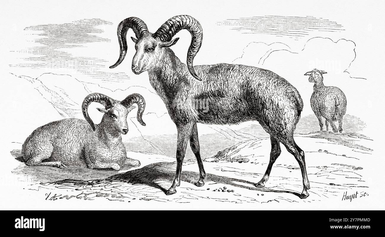 Ovis Ammon. L'argali ou mouton de montagne, est un mouton sauvage qui parcourt les hautes terres de l'ouest de l'Asie de l'est, l'Himalaya, le Tibet et les montagnes de l'Altaï. Russie. Dessin de Jean Victor Adam (1801-1866) voyage au pays des Yakuts. Russie asiatique, 1830-1839 par Uvarovski. Le Tour du monde 1860 Banque D'Images