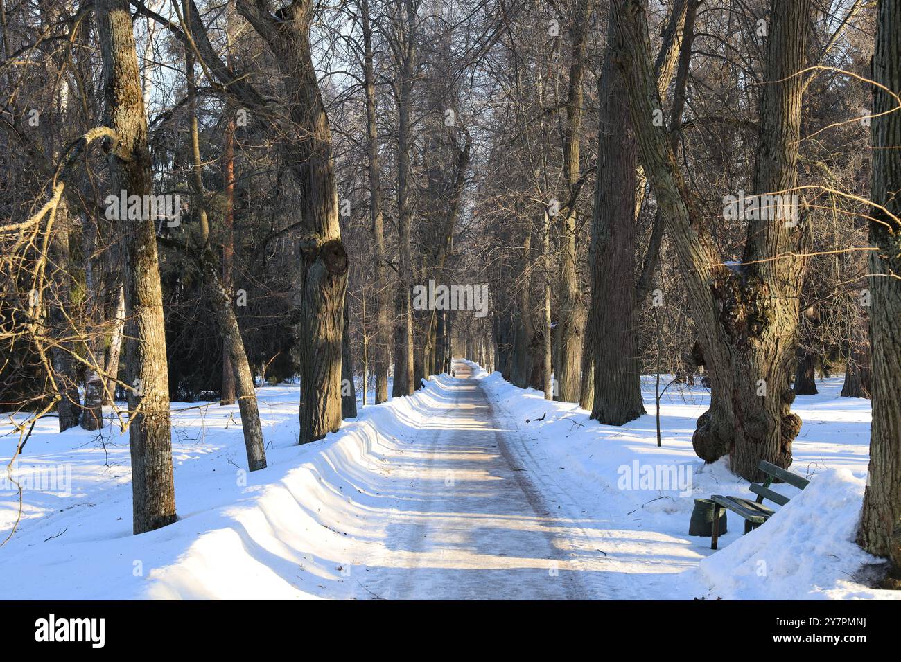 Ruelle d'hiver avec des arbres centenaires et un chemin glacé illuminé par le soleil du matin Banque D'Images