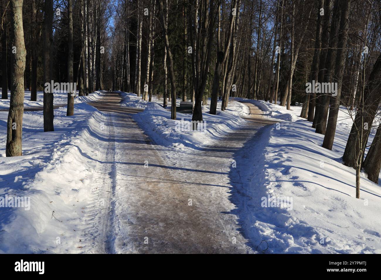 Road Fork dans un parc d'hiver déserté avec des déneigements un matin d'hiver Banque D'Images