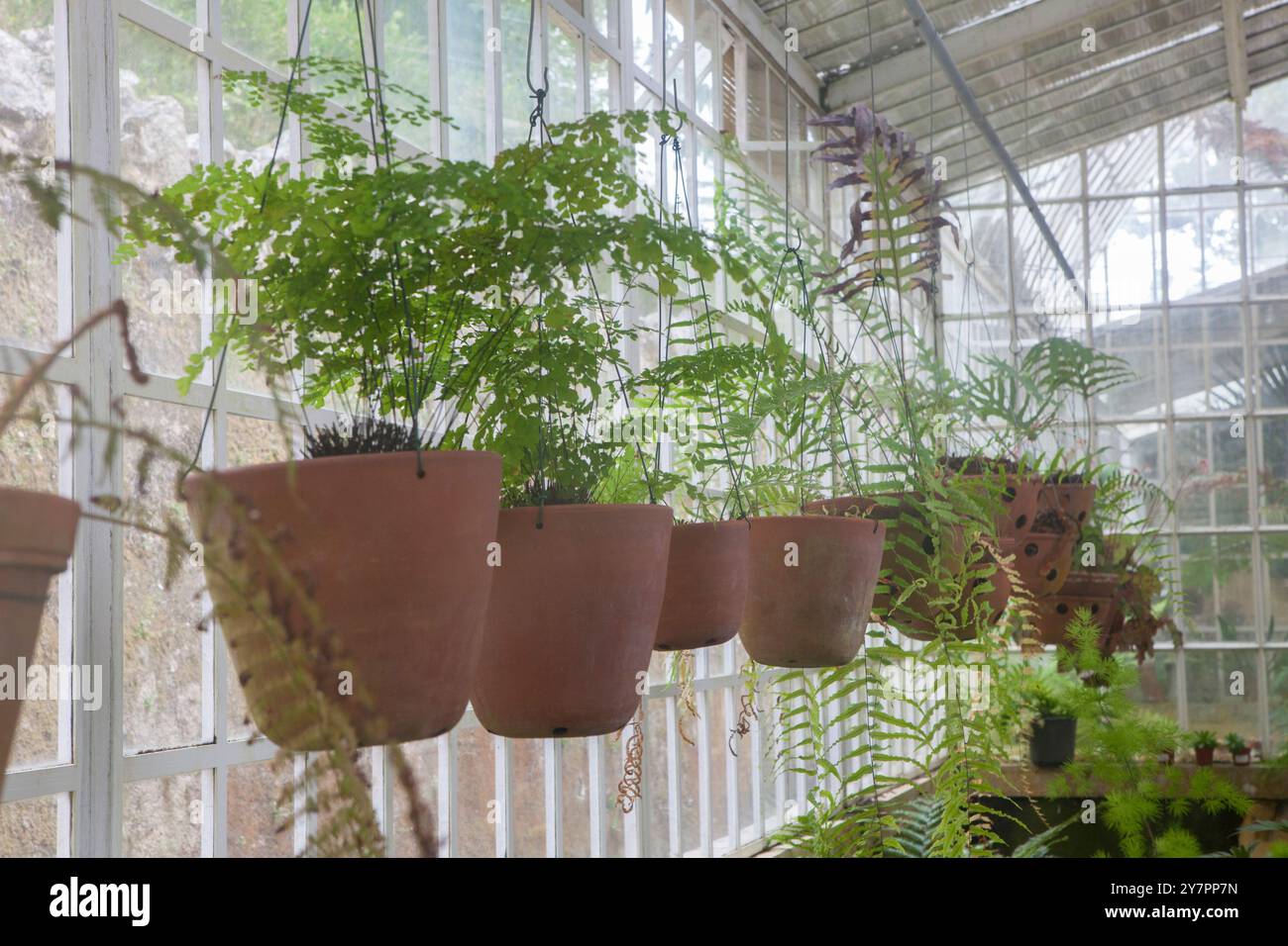 Sintra, Portugal, 8 août 2024 : Quinta da Regaleira, l'une des principales attractions touristiques de Sintra. Serre à parois de pierre Banque D'Images