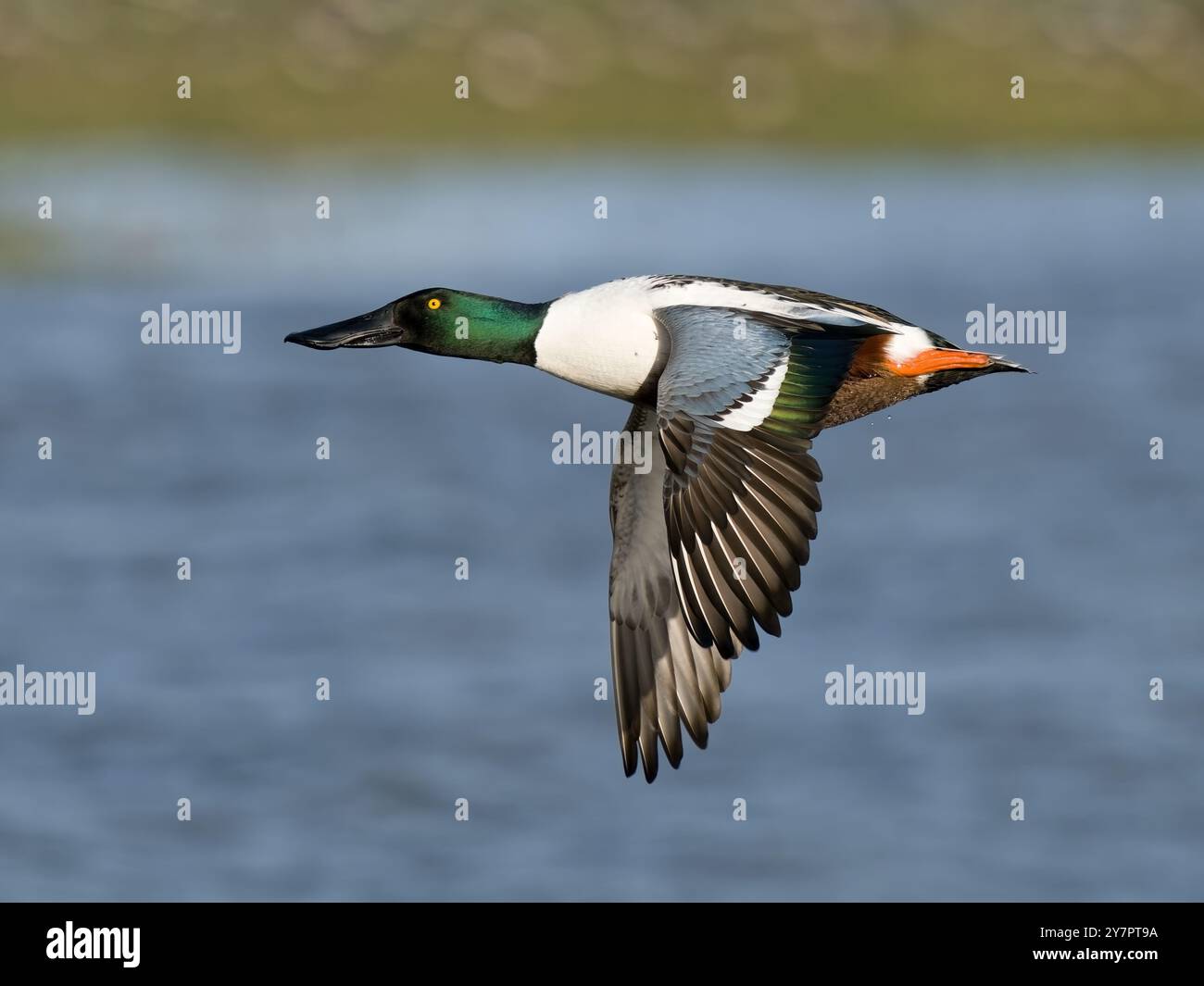 Shoveler Duck dans Flight Drake à WWT Slimbridge. Banque D'Images