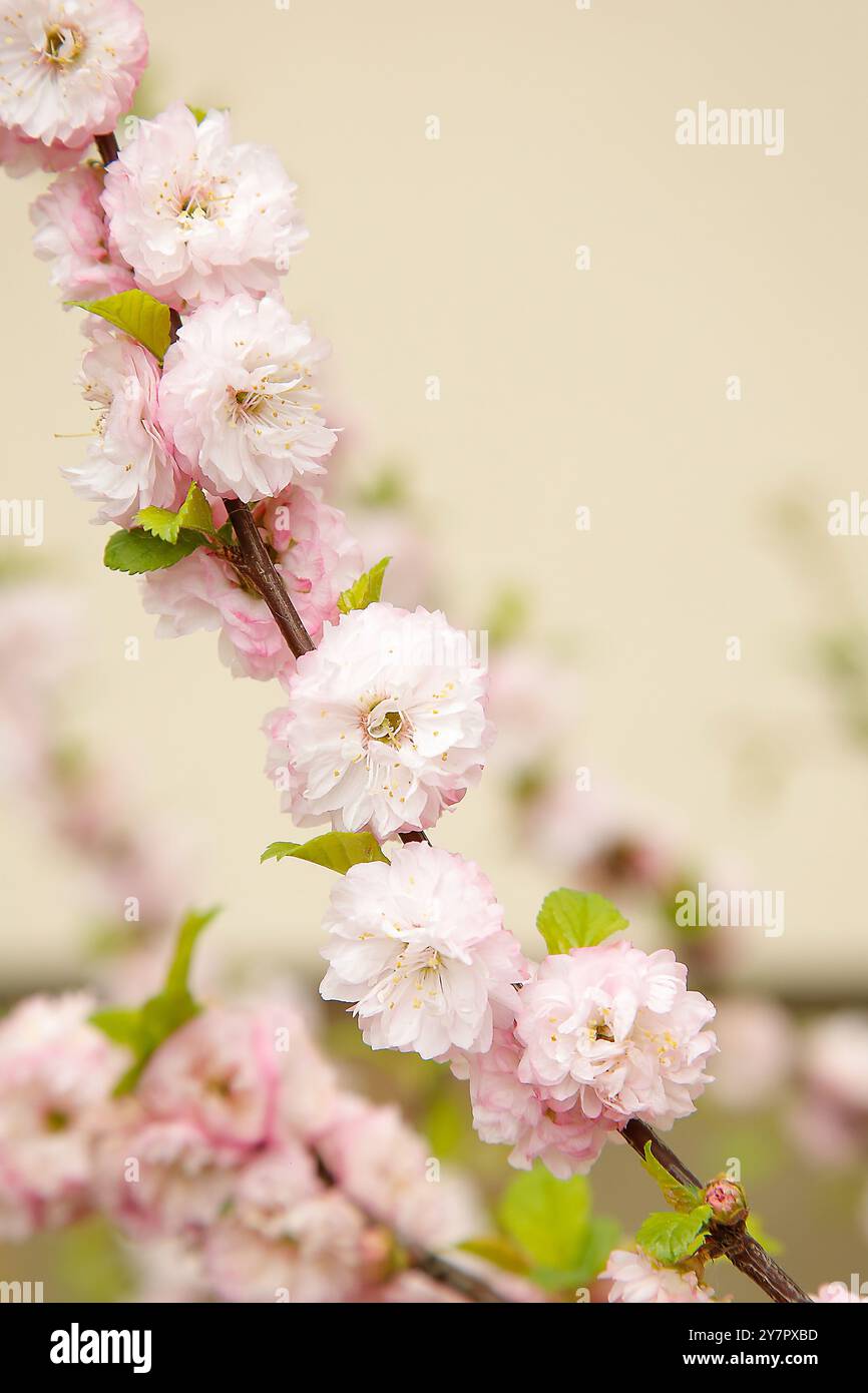 Une branche d'amandes à fleurs avec des fleurs roses et des feuilles vertes sur un fond neutre Banque D'Images