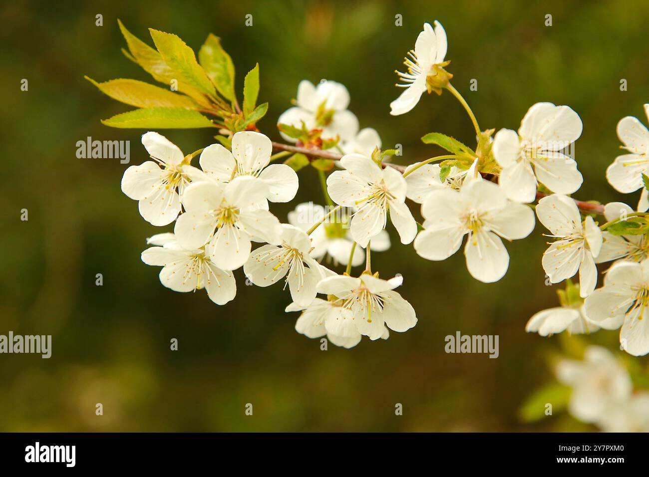 Au printemps, des fleurs blanches fleurissent sur la branche du pommier Banque D'Images