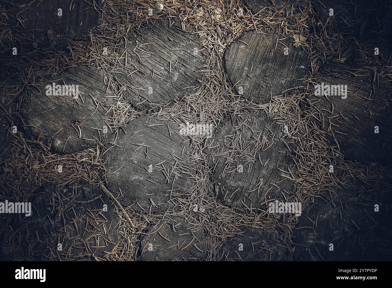 Le sentier forestier est bordé de troncs de chêne ronds de couleur naturelle sombre. Vue de dessus. Texture ou arrière-plan Banque D'Images