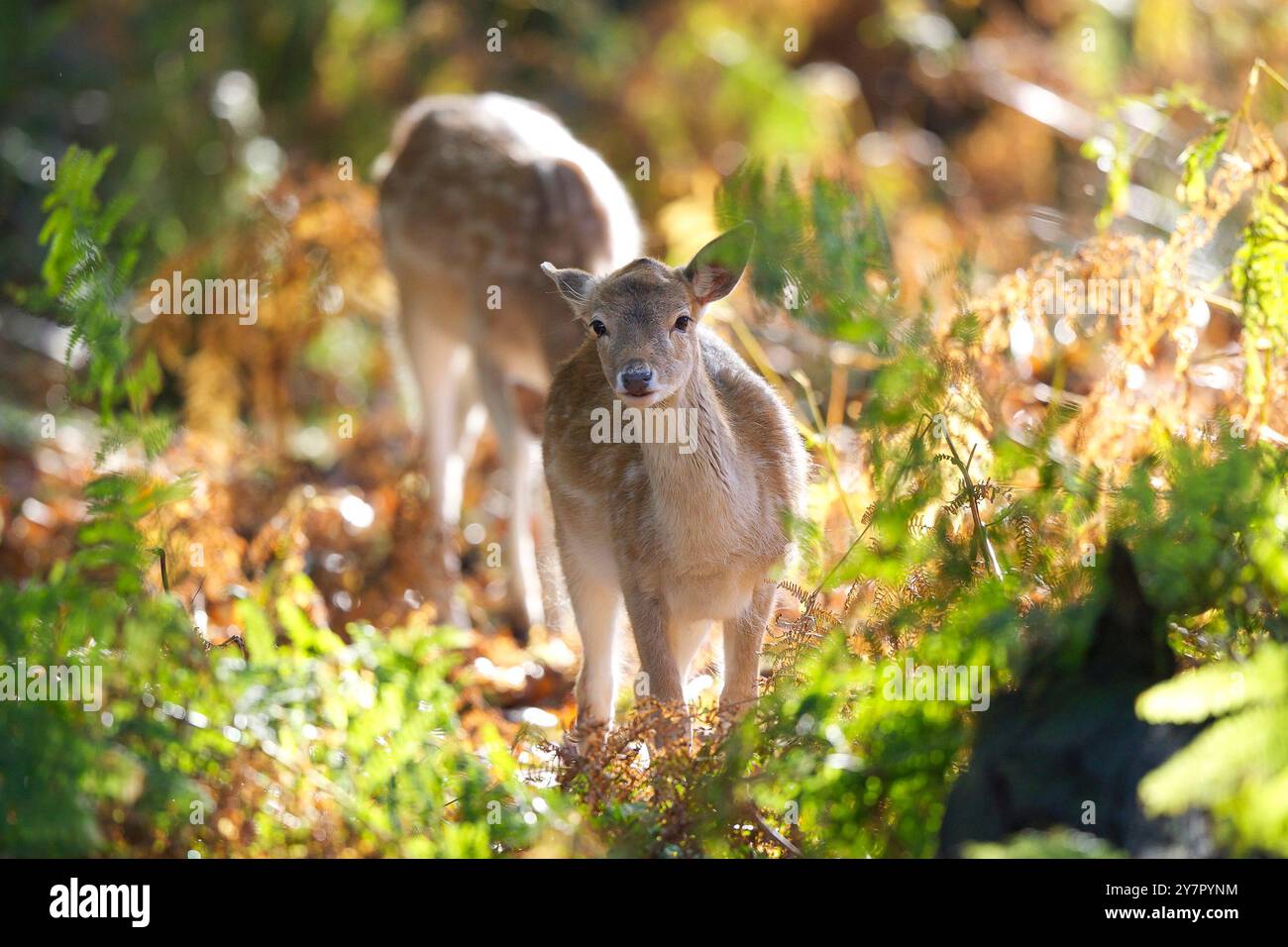 Proche, vue de face d'un beau faon de cerf sauvage en jachère (Dama dama) debout dans la lumière du soleil d'automne dans les bois britanniques. Banque D'Images