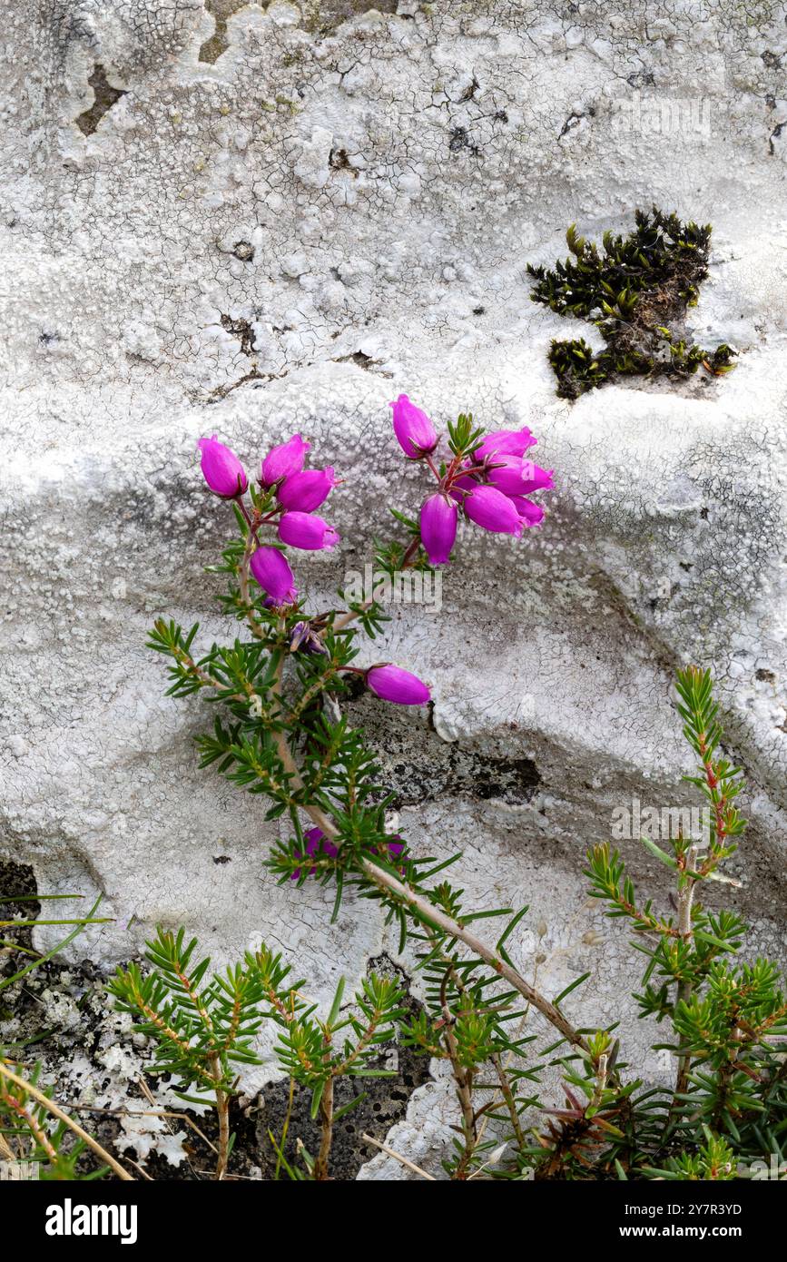 Bell Heather, Erica cinerea, Exmoor, Somerset, Royaume-Uni Banque D'Images