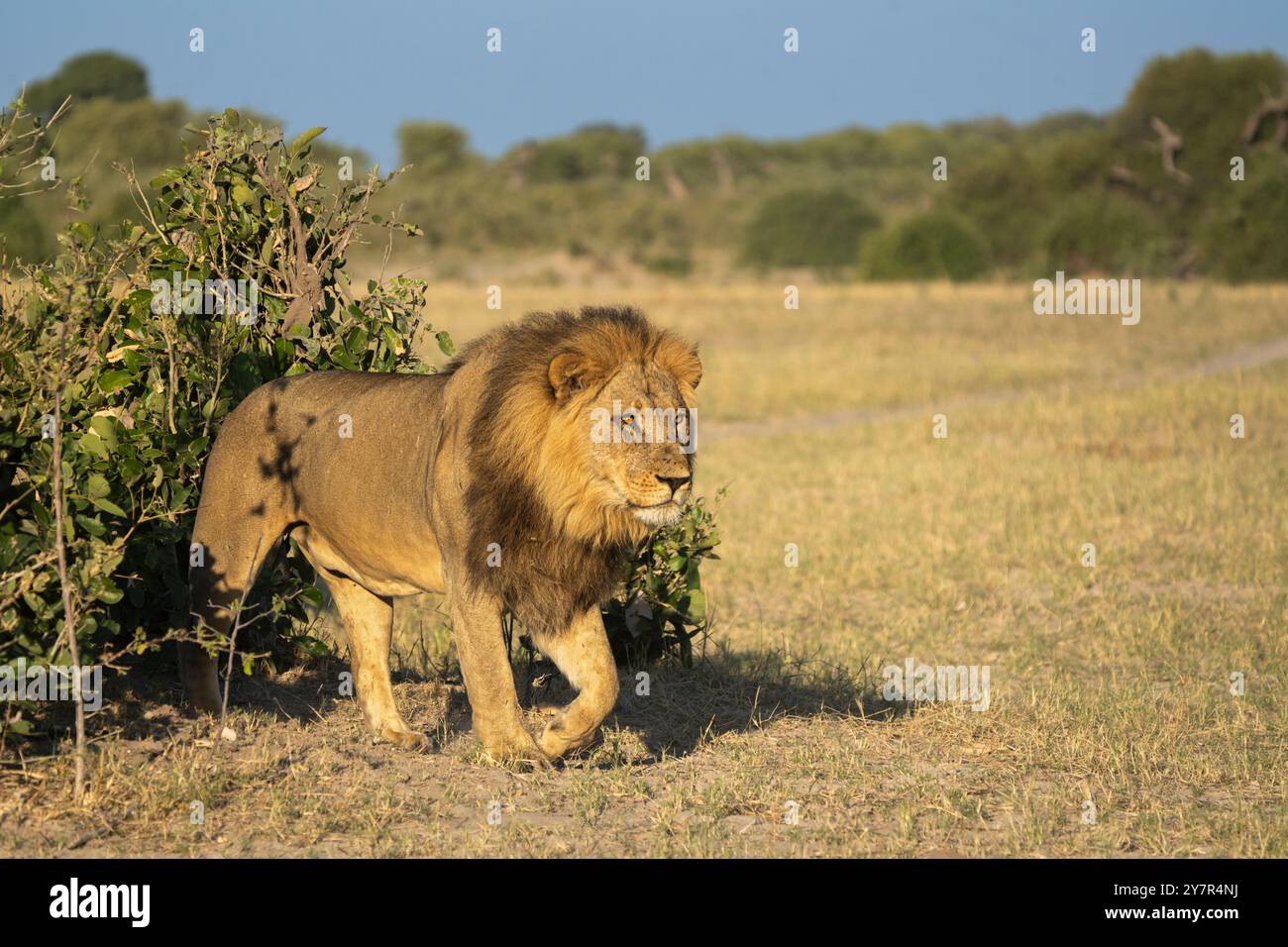 Lion (Panthera leo), portrait horizontal d'un lion mâle sortant d'un buisson. Savuti, Parc national de Chobe, Botswana, Afrique Banque D'Images