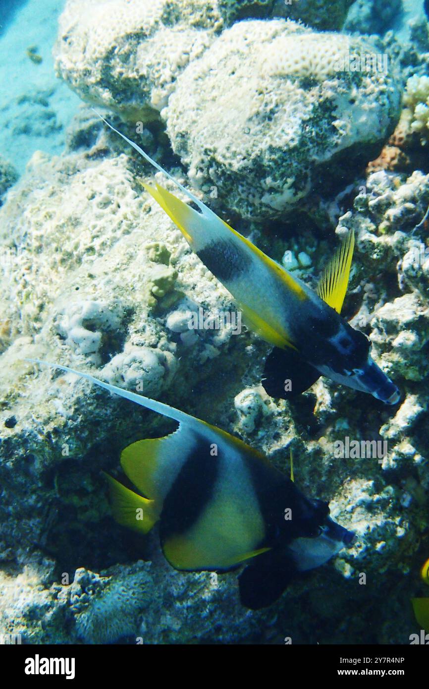 Banlieue rouge (Heniochus intermedius) dans la mer rouge Banque D'Images