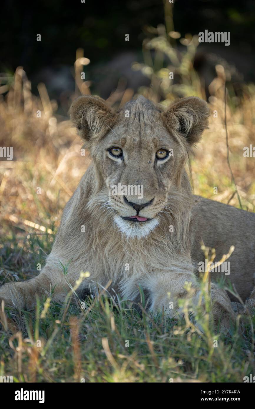 Lion Cub (Panthera leo), regardant en colère dans la caméra. Portrait horizontal du visage. Savuti, Parc national de Chobe, Botswana, Afrique Banque D'Images