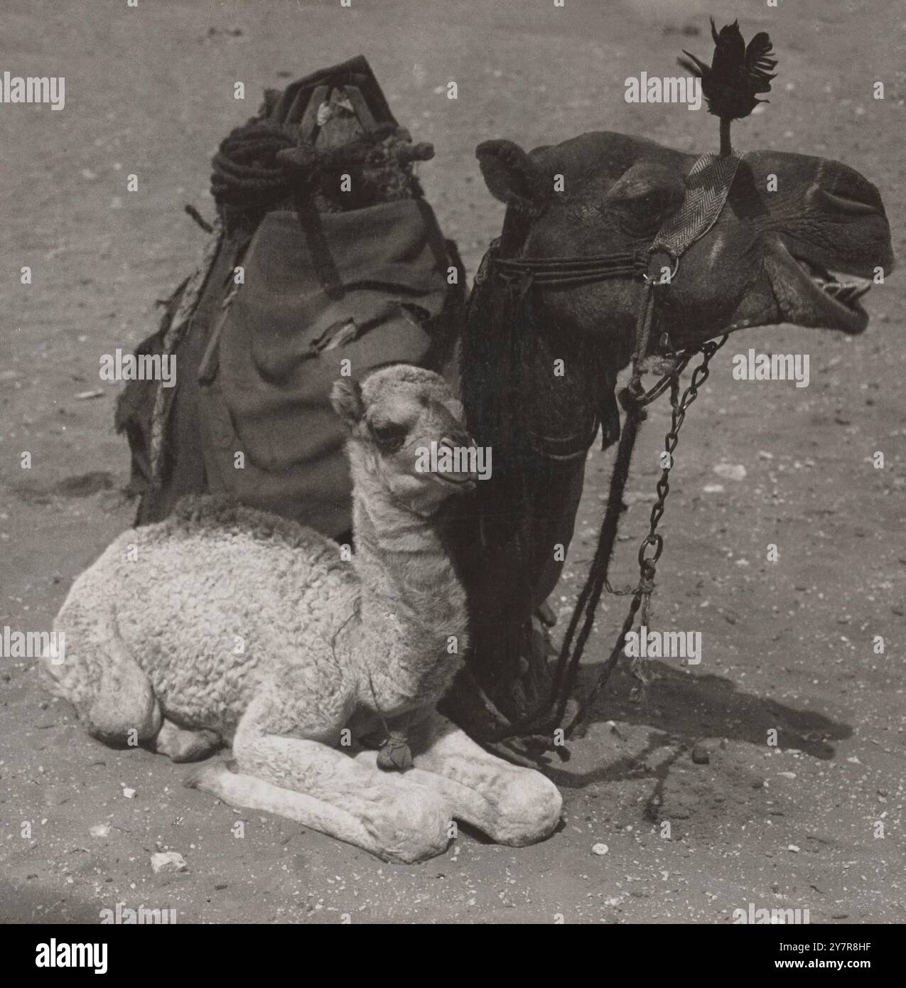 Un bébé du désert, Egypte. 1907 photo vintage de deux dromadaires chameaux Banque D'Images