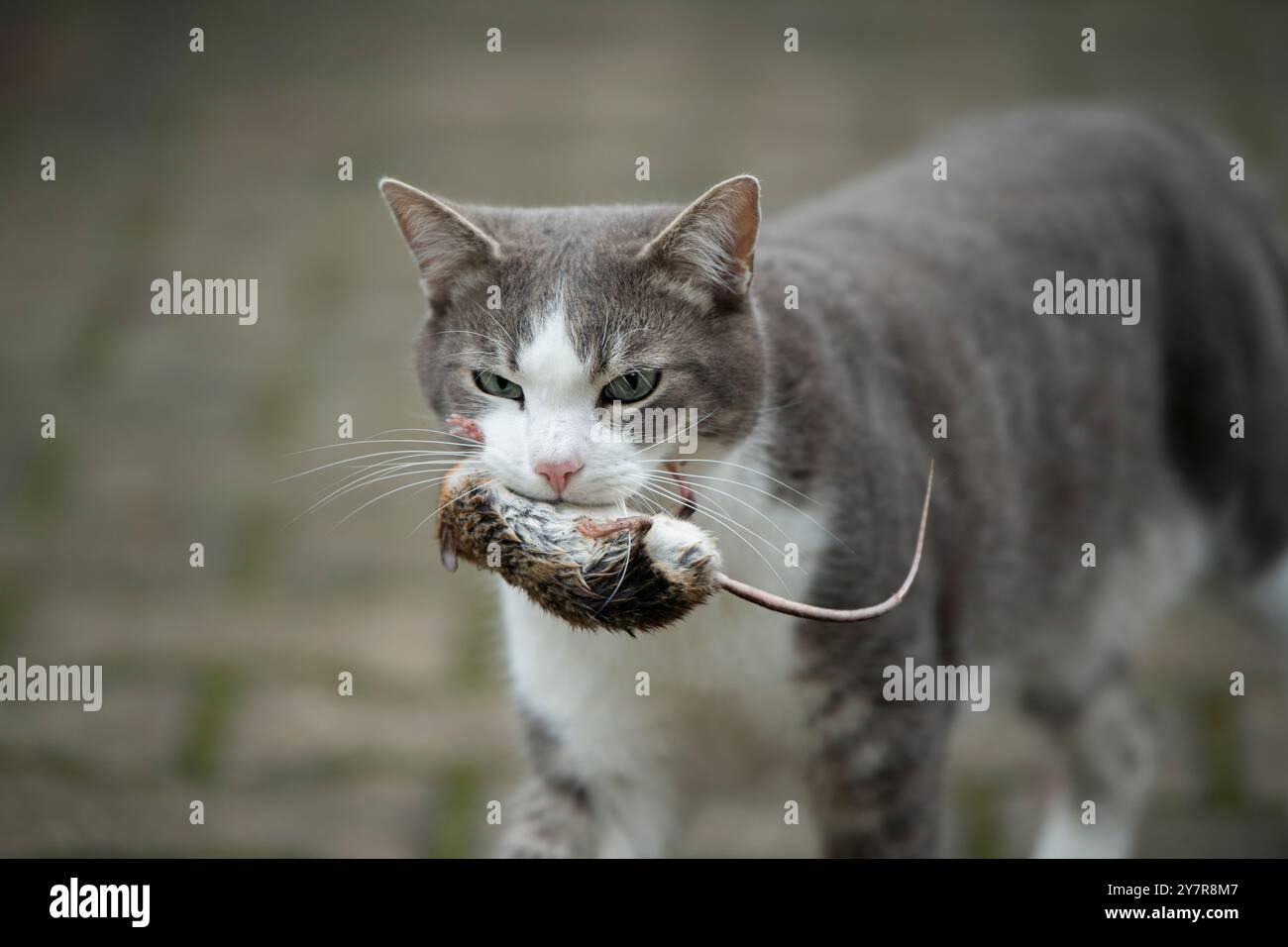 Jeune chat avec une souris dans la bouche Banque D'Images