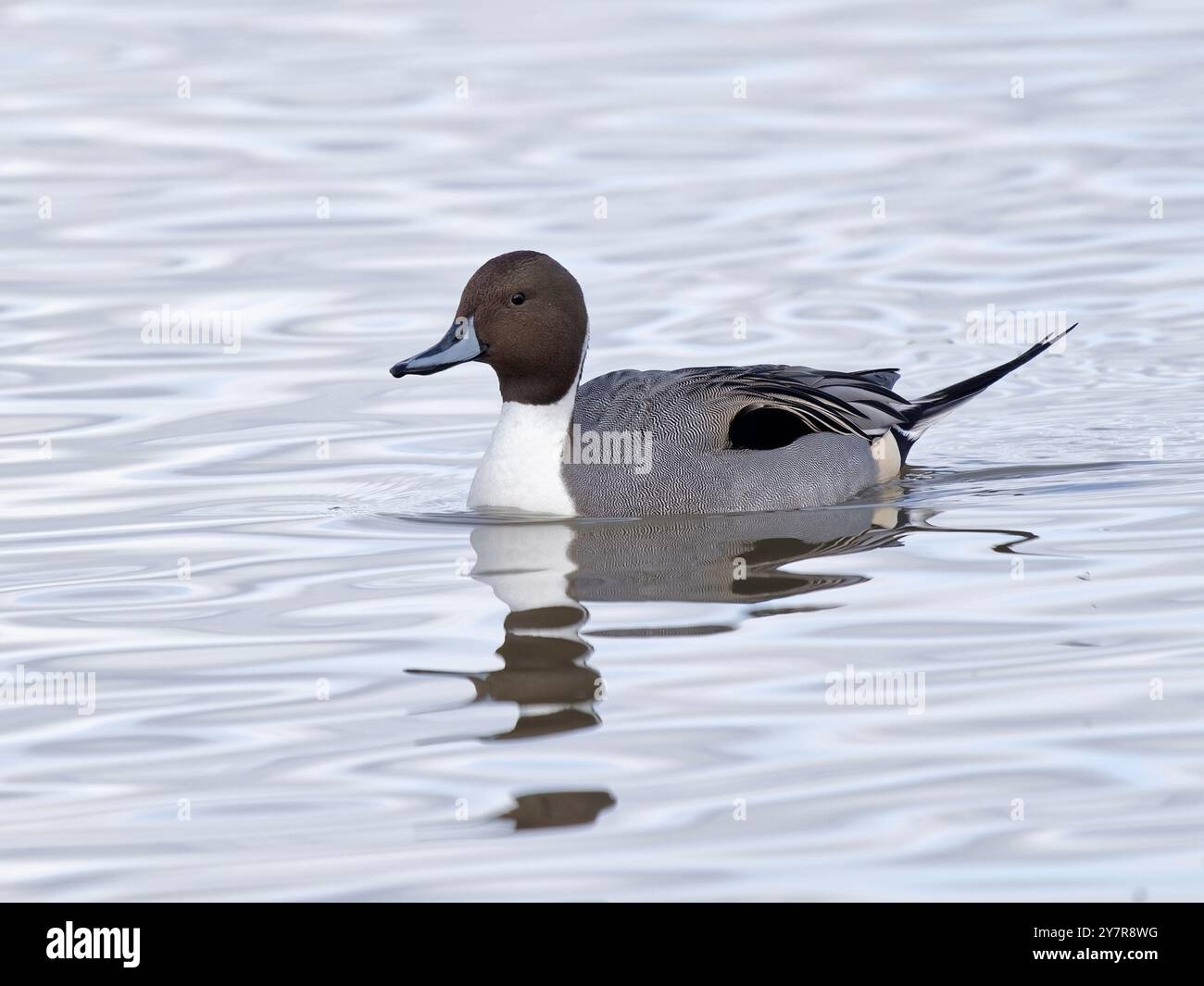 Northern Pintail Drake (Anas acuta) au WWT Slimbridge. Banque D'Images