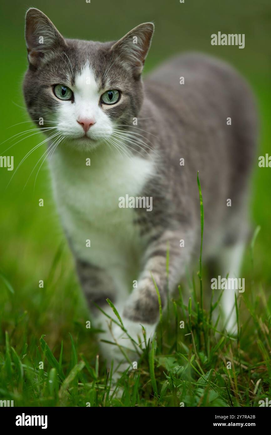 Chat domestique dans un pré d'été Banque D'Images