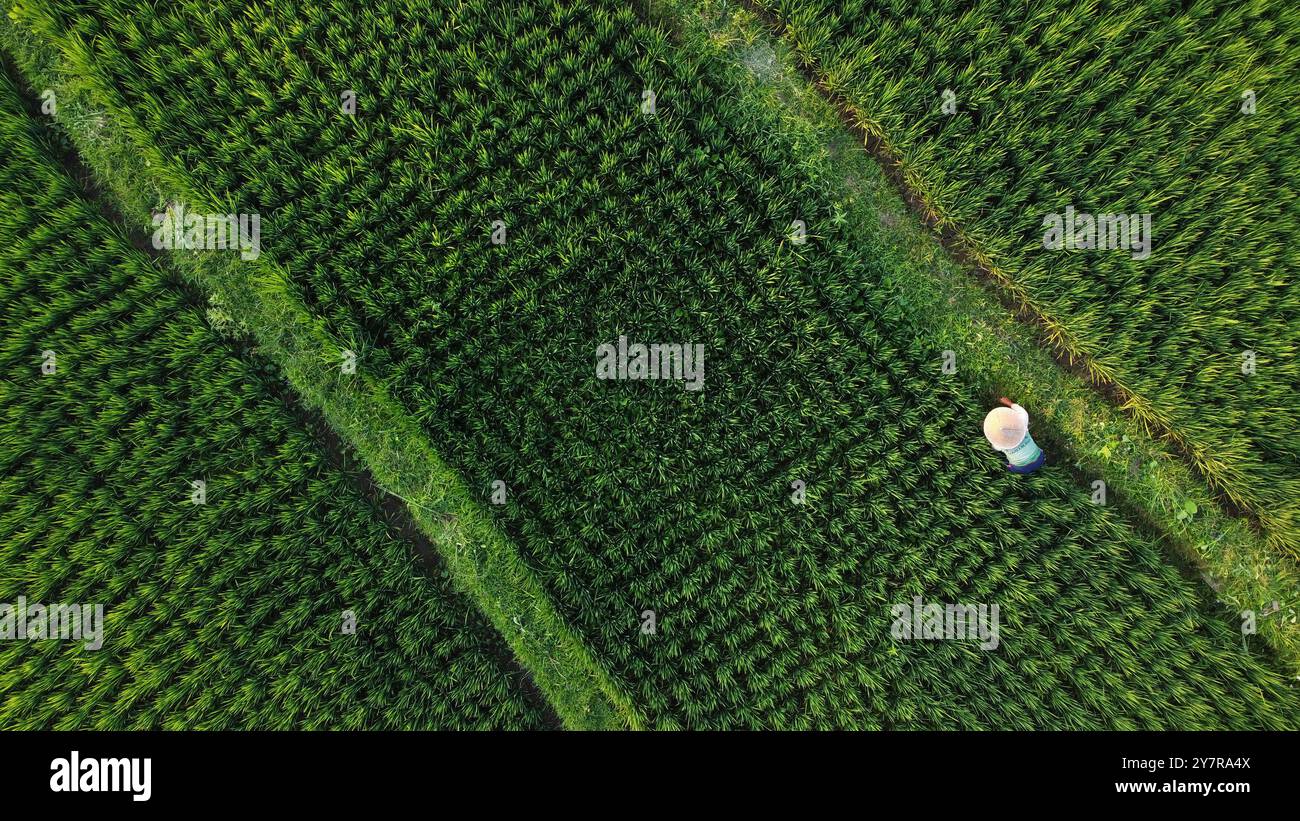 Un riziculteur travaille dans une rizière de paddy située à Ubud, sur l'île de Bali, en Indonésie. Banque D'Images