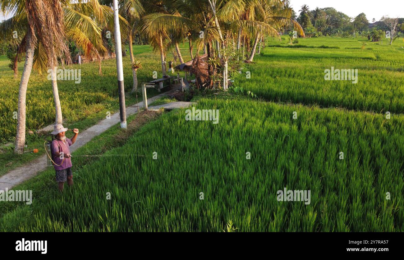 Bali, Indonésie - 29 octobre 2023 : un riziculteur pulvérise de l'herbicide dans un champ de riz paddy situé à Ubud, sur l'île de Bali. Banque D'Images