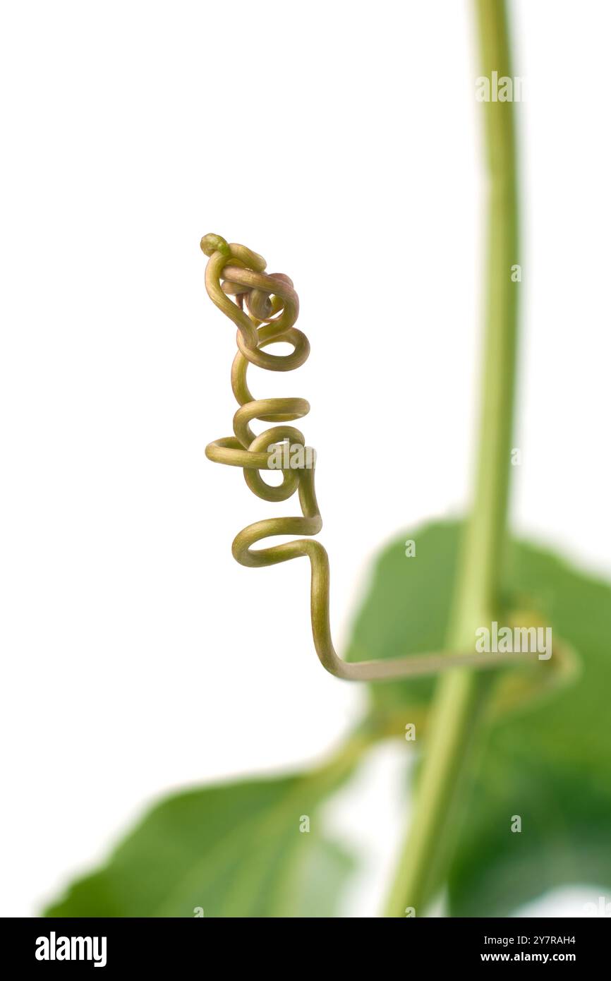 gros plan des vrilles de tige de plante grimpante fond blanc isolé, pousses enroulées et flexibles aident les plantes à s'attacher aux supports Banque D'Images