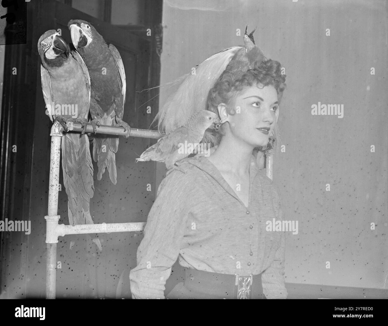 REGARDE CE CHAPEAU QUI EST CHER. Deux des aras parlants de l'exposition nationale des oiseaux de cage à Olympia de Londres discutent du chapeau oiseau de paradis de l'actrice Shirley Lorimer derrière son dos. Ils feraient mieux de dire quelque chose de poli demain quand Shirley jugera les 41 Talking Birds de la série. Photo de Reg Palmer. PJ/73672. Photos d'actualités internationales. Banque D'Images