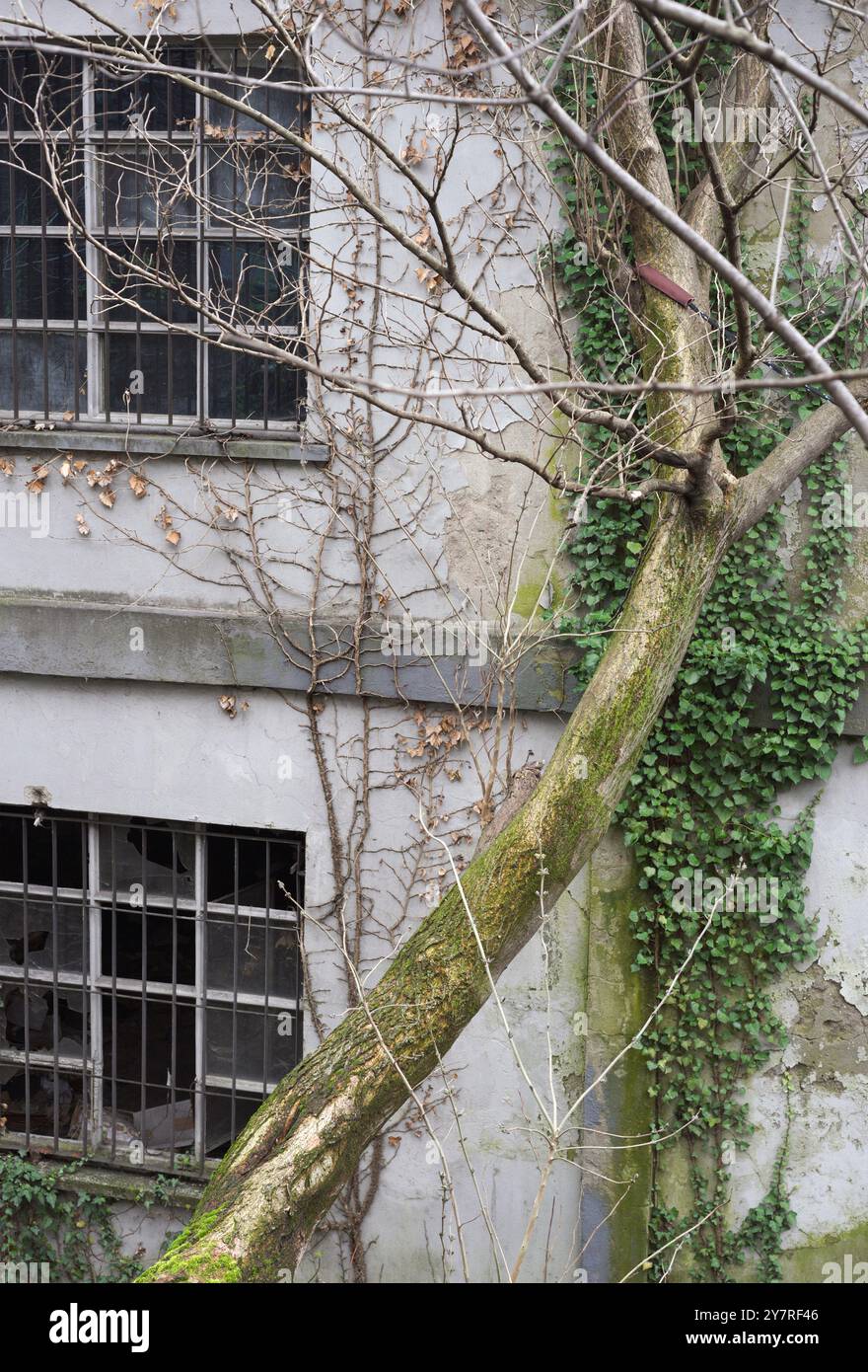 ancien bâtiment d'usine et végétation grandissant sur le mur Banque D'Images