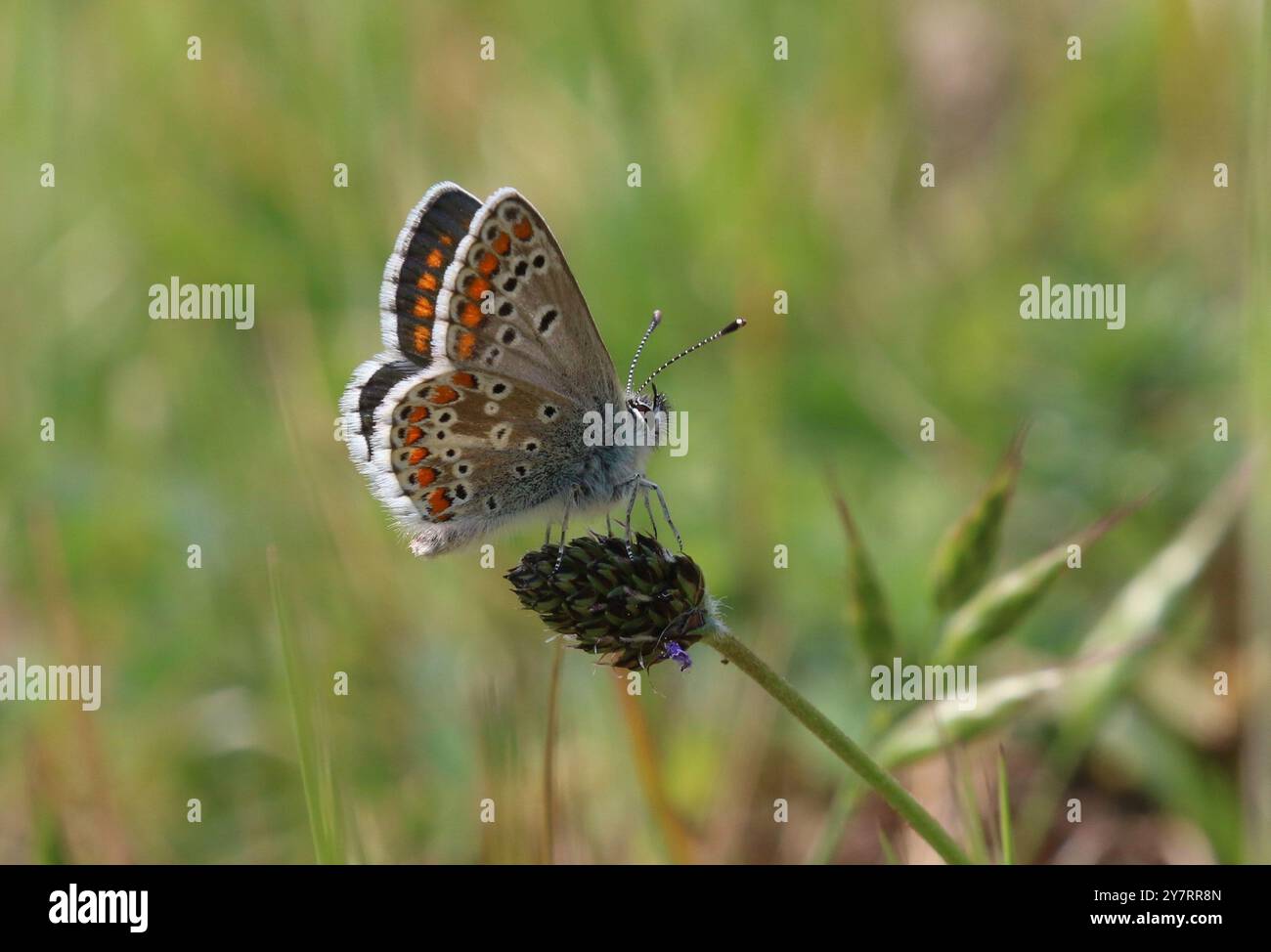 Papillon Argus brun - Aricia agestis Banque D'Images