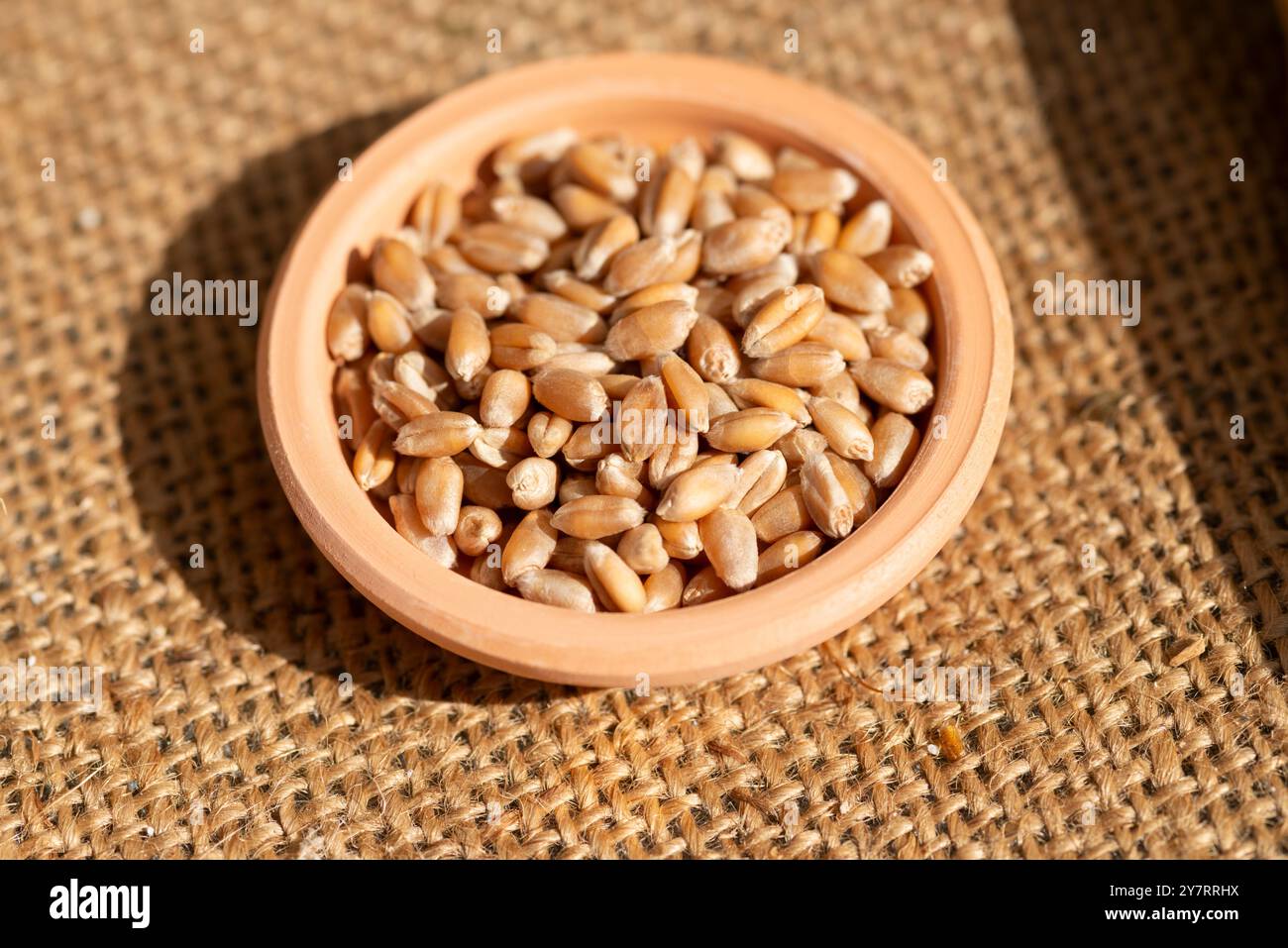 Blé Einkorn dans Terracotta Bowl, Triticum monococcum Banque D'Images