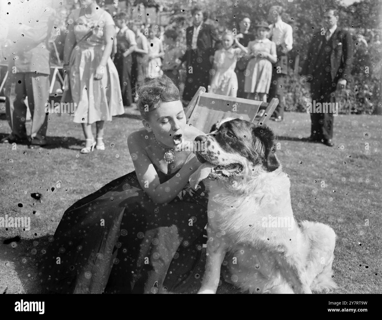 SPECTACLE CANIN AVEC UNE DIFFÉRENCE 25.7,53. Une exposition canine où le pedigree ne compte pas a eu lieu au Festival Gardens, Battersea Park, cet après-midi. Un panel de films et de stars de la scène a jugé les chiens dans des compétitions pour les meilleurs entraînés, les plus grands, les plus petits, les plus taillés, les plus vaillants et les meilleurs nageurs photo montre Dianna Decker fait un tapage de 'beauté' a St Bernhard qui pèse 14e et 2lbs, après avoir remporté le plus grand chien dans la compétition. 25 juillet 1953 Banque D'Images