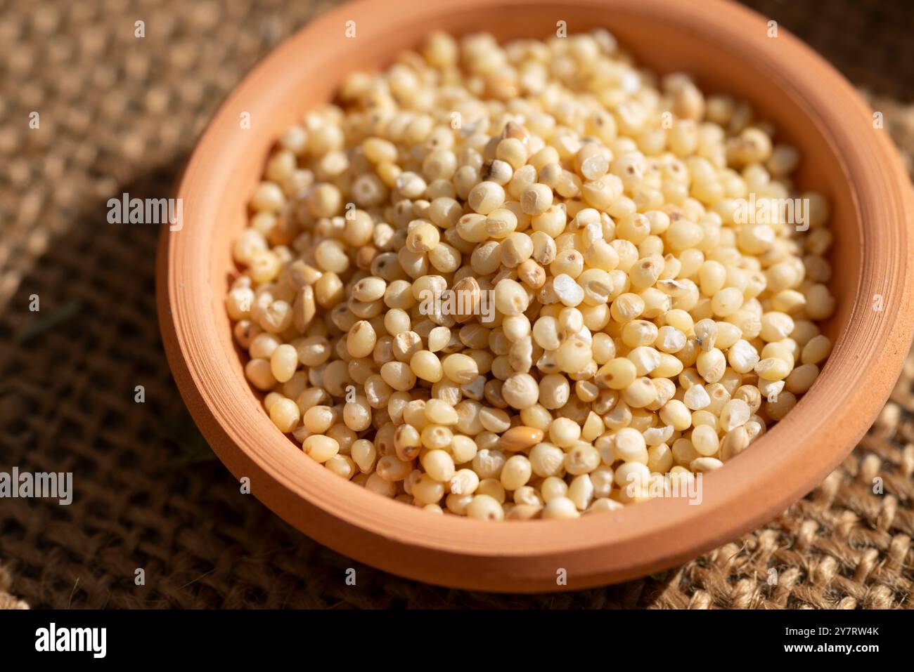 Millet en terre cuite Bow, Panicum Miliaceum Banque D'Images