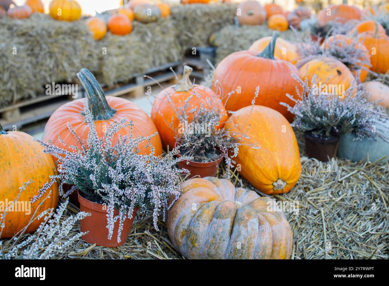 Gros plan sur la zone de photos d'automne du marché à la citrouille du fermier Banque D'Images