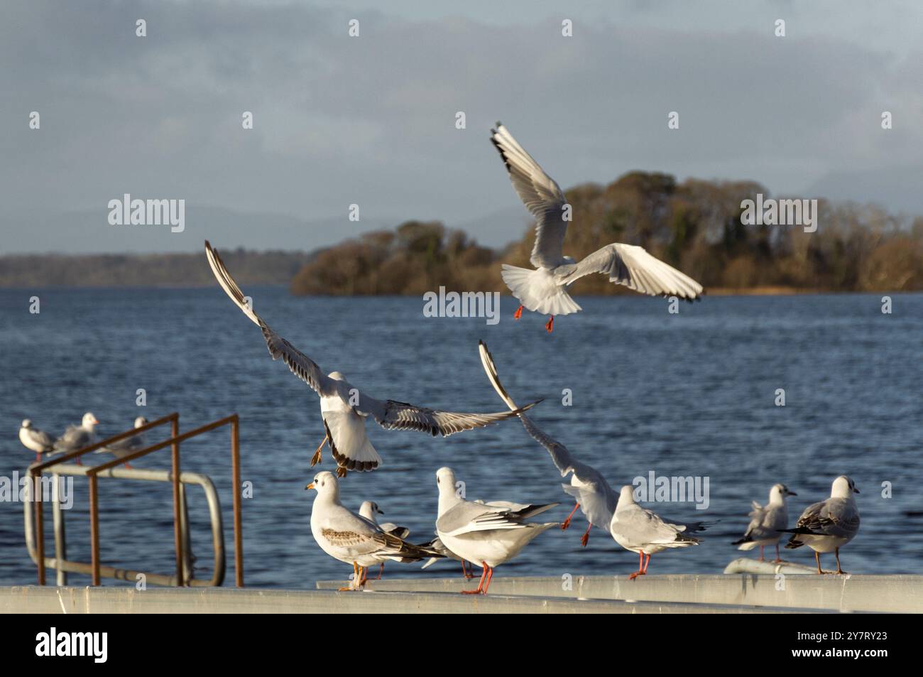 Troupeau de goélands à tête noire non reproducteurs ou de Chericocephalus Ridibundus ou de goélands riant en hiver dans le parc national de Killarney, en Irlande Banque D'Images