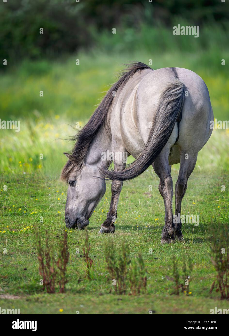 Konik Pony Equus ferus cabalus largement utilisé pour la conservation du pâturage dans une réserve naturelle du nord-ouest de Norfolk, Royaume-Uni Banque D'Images